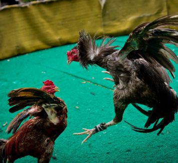 Aturan Main Sabung Ayam Di Situs SV388